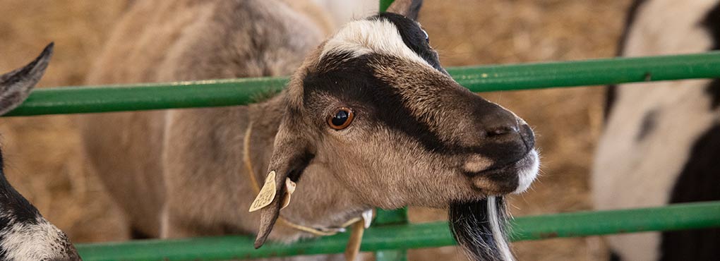 1020x370-close-goat