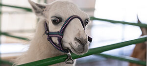 300x140-lil-llama2